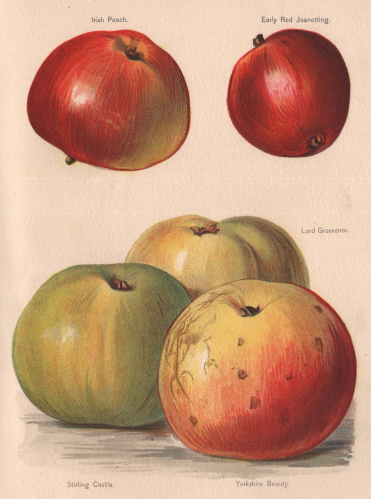 APPLES. Irish Peach; Lord Grosvenor; Stirling Castle, Yorkshire Beauty 1892